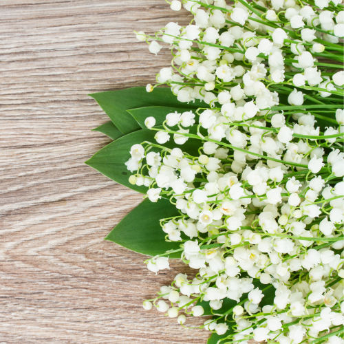 Lemon Lime and Blossom 15ml Diffuser Oil-diffuser oil-Angel Aromatics