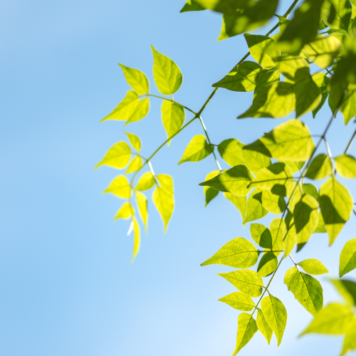 Sea Salt Bergamot Large Scented Candle Australian Made Angel Aromatics