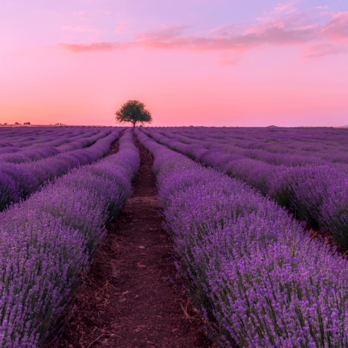 Lavender Lemongrass and Lime 100ml Diffuser Oil-Diffuser oil-Angel Aromatics