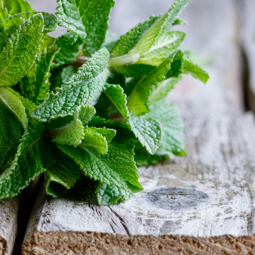 Memory and Focus Peppermint & Rosemary 100ml Diffuser Oil-100ml diffuser oil-Angel Aromatics