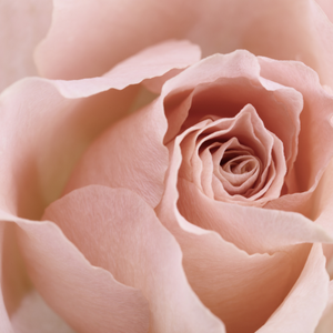 Blush Rose Room Spray (Antique Rose)-Room spray-Angel Aromatics