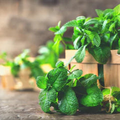 Essential Oil Peppermint and Tea Tree 100ml Oil-Oil Diffuser-Angel Aromatics