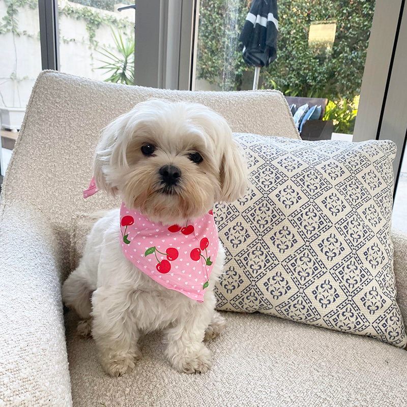 How to keep your house from smelling like your dog