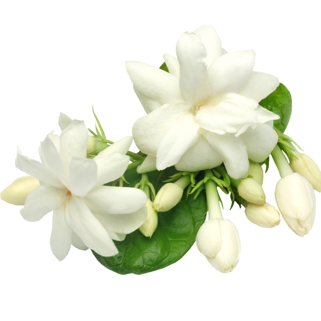 Iris & Jasmine Sambac Diffuser Oil 100ml (Dupe Lancome's La Vie Est Belle)-candles-Angel Aromatics
