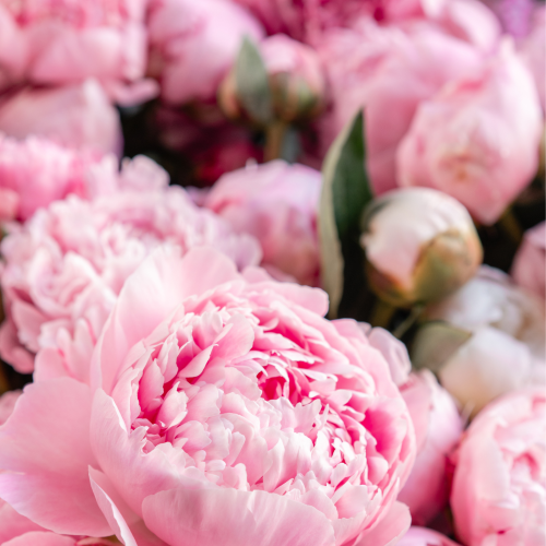 SALE Reed Diffuser - Bergamot and Peonies-reed diffuser-Angel Aromatics