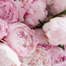 Blooming Pink Suede Room Spray-Room spray-Angel Aromatics