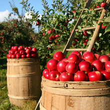 Travel Tin Candles - Watermelon and Wild Apple-Candles-Angel Aromatics