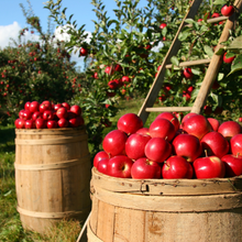 Travel Tin Candles - Watermelon and Wild Apple SOLD OUT-Candles-Angel Aromatics