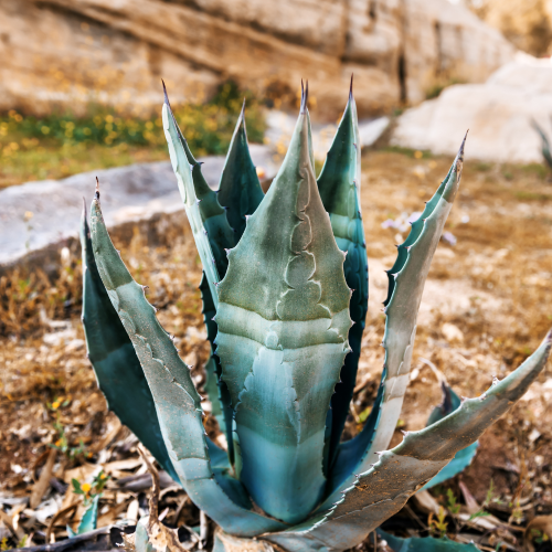 SALE Blue Agava and Berries Room Spray (Jo Malone Dupe)-Room spray-Angel Aromatics