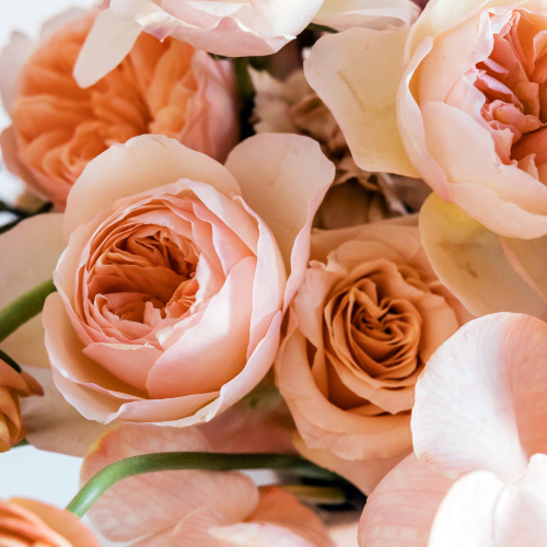 David Austin Rose 100ml Diffuser Oil-Oil Diffuser-Angel Aromatics