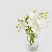 Gardenia 15ml Diffuser Oil-Diffuser oils-Angel Aromatics