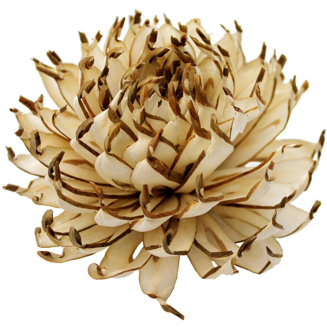 SALE Balsawood Ivory Spikey Cactus-Flowers-Angel Aromatics
