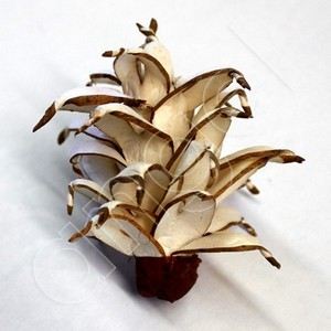 SALE Balsa Wood Wild Fine-Flowers-Angel Aromatics