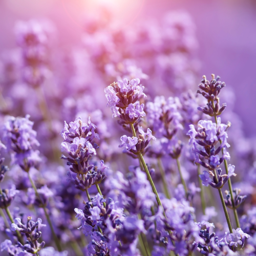 Lavender 100ml Diffuser Oil-Diffuser oil-Angel Aromatics