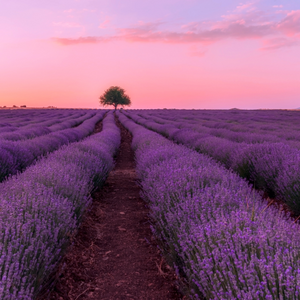 Lavender and Vanilla 15ml Diffuser Oil-diffuser oil-Angel Aromatics