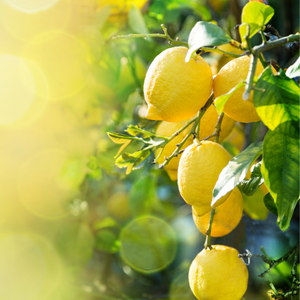 Lemon Lime & Blossom 100ml Diffuser Oil-Diffuser Oil-Angel Aromatics