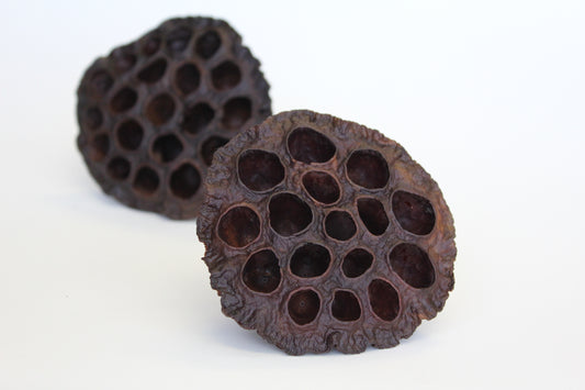Lotus Pod Natural Large-Botanical-Angel Aromatics