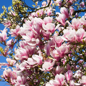 Magnolia 15ml Diffuser Oil-Diffuser Oil-Angel Aromatics
