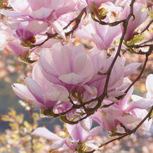Magnolia 15ml Diffuser Oil-Diffuser Oil-Angel Aromatics