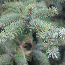 Mini Green Tin Candle 110g - Noel-Angel Aromatics