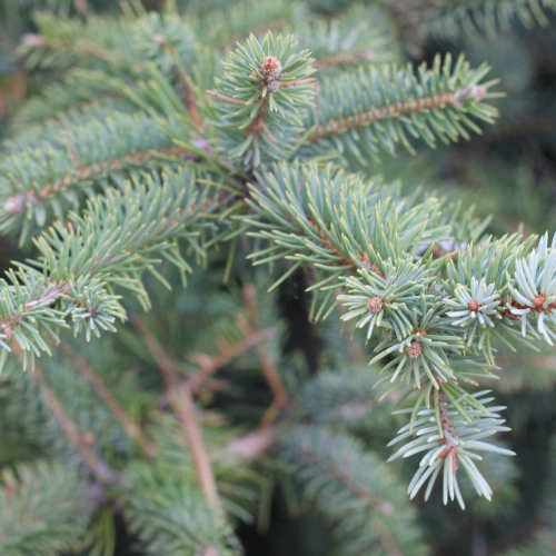 Christmas Memories Pine Needles Room Spray-Room spray-Angel Aromatics