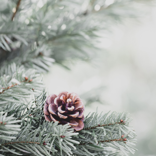 Christmas Memories Pine Needles Room Spray-Room spray-Angel Aromatics