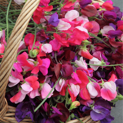 SALE Reed Diffuser - Sweet Pea and Violet-reed diffuser-Angel Aromatics
