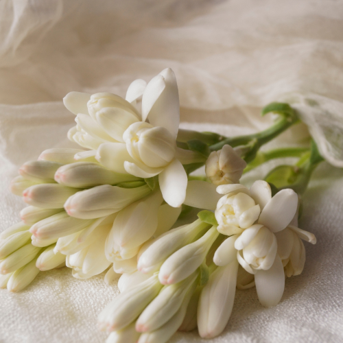 Tuberose, Orchid & Jasmine 100ml Diffuser Oil-Angel Aromatics