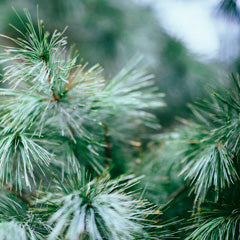 Christmas Memories Pine Needles Room Spray-Room spray-Angel Aromatics