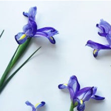 Pomegranate Iris 100ml Diffuser Oil-100ml diffuser oil-Angel Aromatics