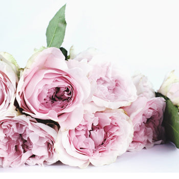 Musk Rose 100ml Diffuser Oil-100ml diffuser oil-Angel Aromatics