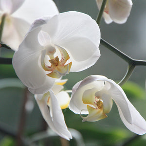 Tuberose, Orchid & Jasmine 100ml Diffuser Oil-Angel Aromatics