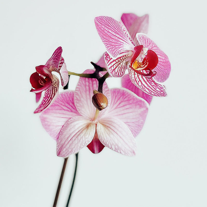 Tuberose, Orchid & Jasmine 100ml Diffuser Oil-Angel Aromatics