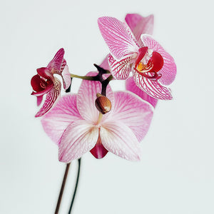 Tuberose, Orchid & Jasmine 100ml Diffuser Oil-Angel Aromatics