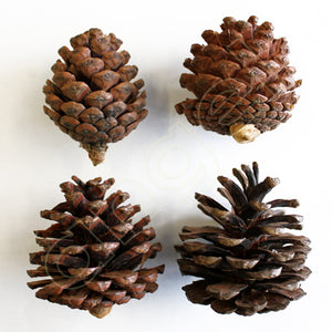 Pine Cones 250g-Angel Aromatics