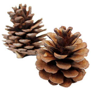 Pine Cones 250g-Angel Aromatics