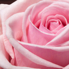 Blush Rose Soy Wax Melts (Antique Rose)-Soy Melts-Angel Aromatics