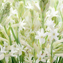 Tuberose, Orchid & Jasmine 100ml Diffuser Oil-Angel Aromatics