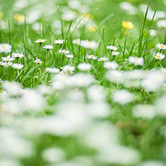 Orange Blossom Refresher Spray-Refresher-Angel Aromatics