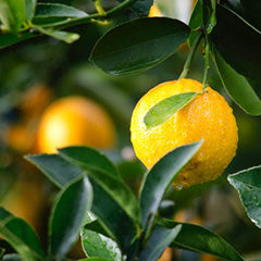Lemon Lime Blossom Refresher Spray-Refresher-Angel Aromatics