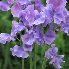 Sweet Pea & Violet 100ml Diffuser Oil-100ml oil diffuser-Angel Aromatics