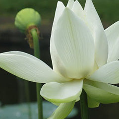 Reed Diffuser Refill 200ml - White Lotus-reed diffuser refill-Angel Aromatics