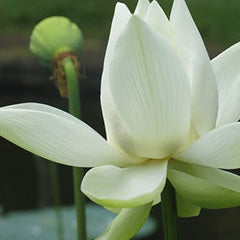 White Lotus Soy Wax Melts-Soy Melts-Angel Aromatics